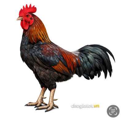 Bán gà lai nòi