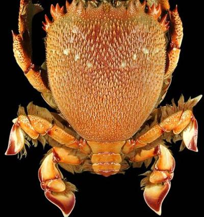 Cua Huỳnh Đế từ Phú Quý