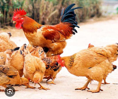 Bán gà thả vườn