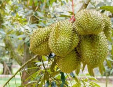Sầu riêng Ri6