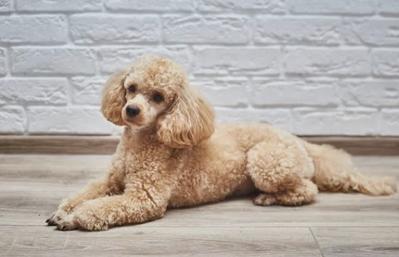 Cho poodle 1 tháng tuổi
