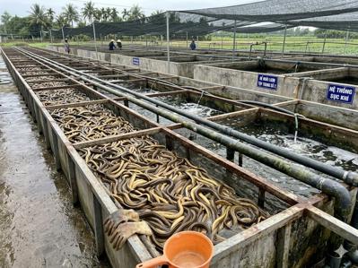 Bán lươn