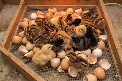 Bán gà giống lai hồ