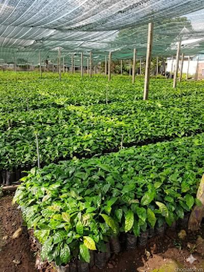 Cây giống càphê