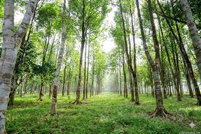 Cây giống gió bầu