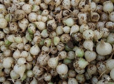Bán củ giống các loại
