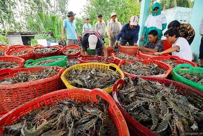 Thu mua thủy sản