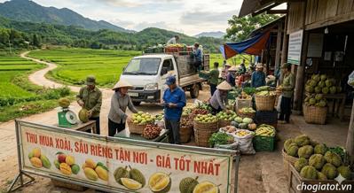 Thu mua sầu riêng