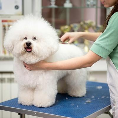 Spa thú cưng