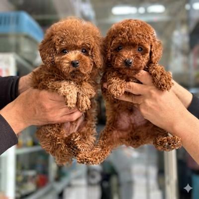 Phối giồng chó