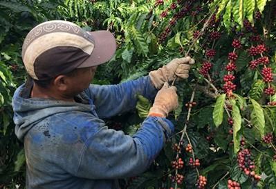 Tuyển công nhân hái caphe