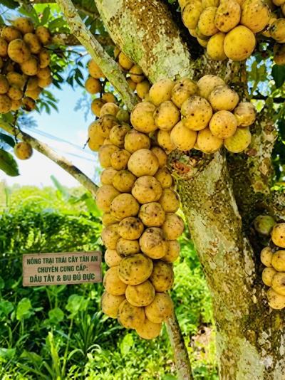 Bán bòn bon