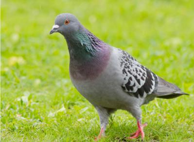 Bán bồ câu tại Đồng nai