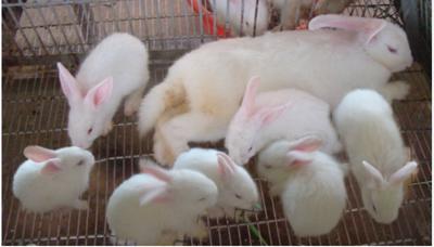 Bán thọ thịt tại Ninh Bình