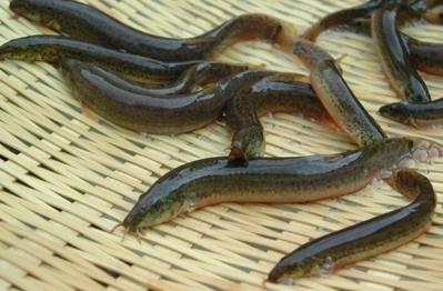Bán cá chạch đồng Vĩnh long