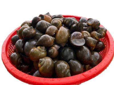 Bán ốc bưu đồng tháp