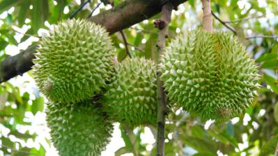 Bán sầu riêng đa oai