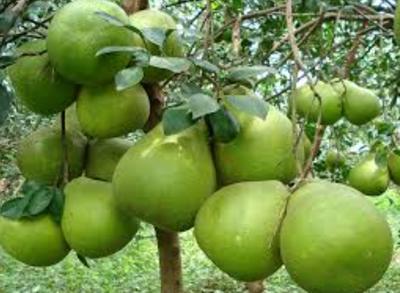 Bán bưởi da xanh tại vườn