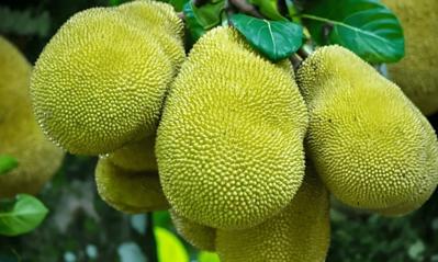 Bán mít ruột đỏ tại đồng tháp