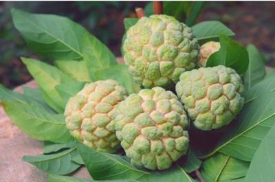 Bán mãng cầu ta cần thơ