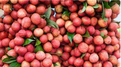 Bán vải thiều lục ngạn