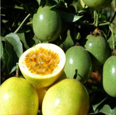 Bán chanh dây tại cần thơ
