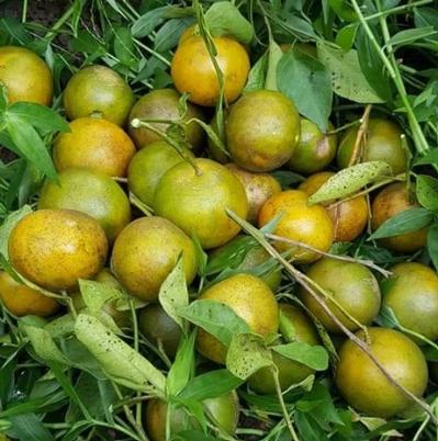 Bán quýt đường tại đồng nai
