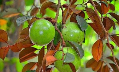 Bán vú sữa lò rèn đồng tháp