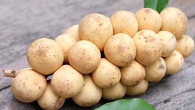 bán bòn bon tại cần thơ