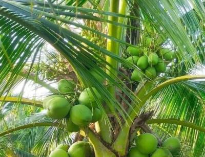 bán dừa xiêm bến tre
