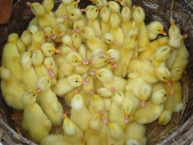 bán vịt giống nam định