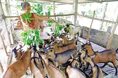 Bán dê giống ninh bình