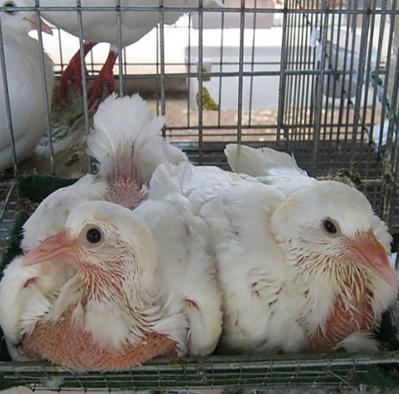 Bán bồ câu giống tại thái nguyên
