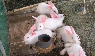 Bán thỏ giống tại cao bằng