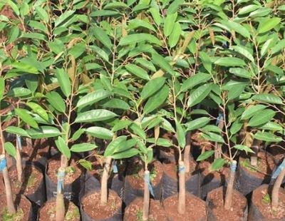 Bán sầu riêng giống tại gia lại