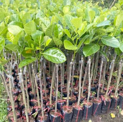 Bán mít giống tại hà tĩnh
