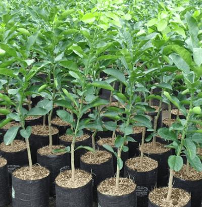 Bán bưởi giống tại hưng yên