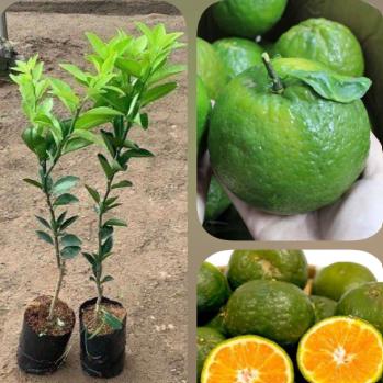 Bán cam giống tại khánh hòa