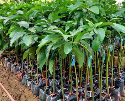 Bán bơ giống tại lai châu