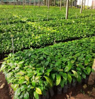 Bán cà phê giống tại lâm đồng