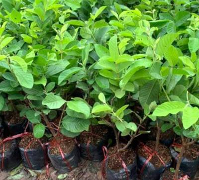 Bán cây giống ổi tại lạng sơn