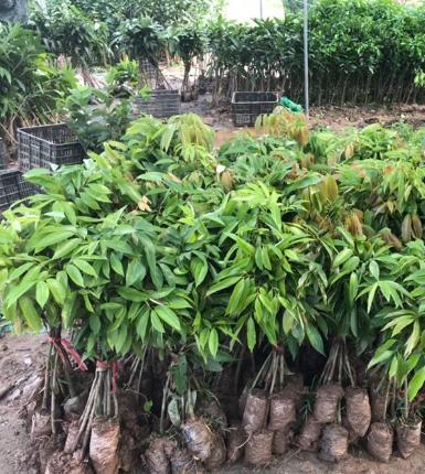 Bán cây giống vải tại tuyên quang