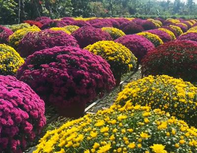 Bán hoa kiểng giống tại lào cai