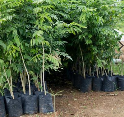 Bán giống cây lâm nghiệp tại nghệ an