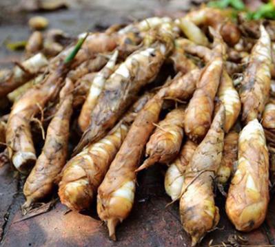Bán củ giống tại phú thọ