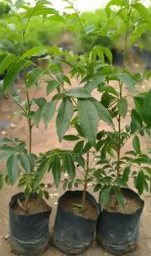 Bán cây dược liệu giống tại quãng ngãi