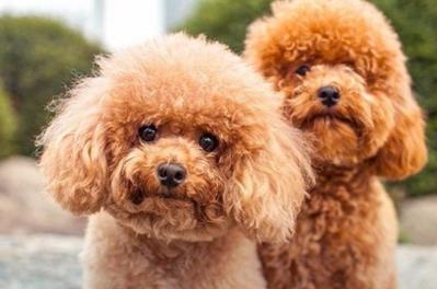 Bán chó poodle tại quảng ninh
