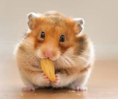 Bán chuột hamster tại sơn la