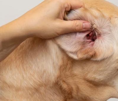 Điều trị chó mèo tại hải phòng