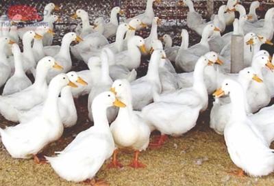 Thu mua vịt thịt tại cao bằng
